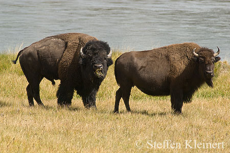 015 Amerikanischer Bison - Buffalo